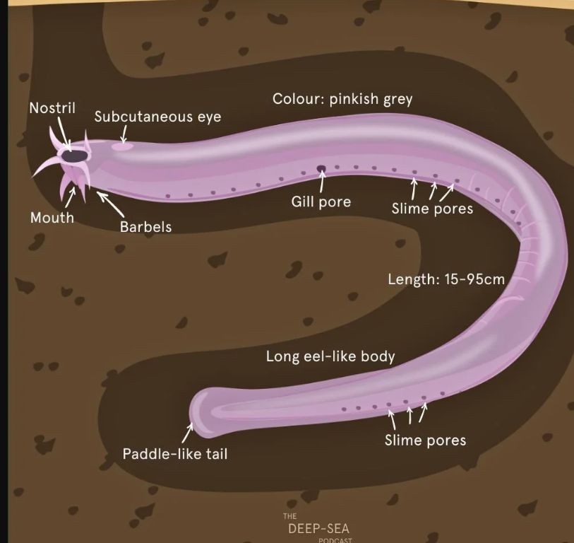 <p>Order Myxiniformes</p>