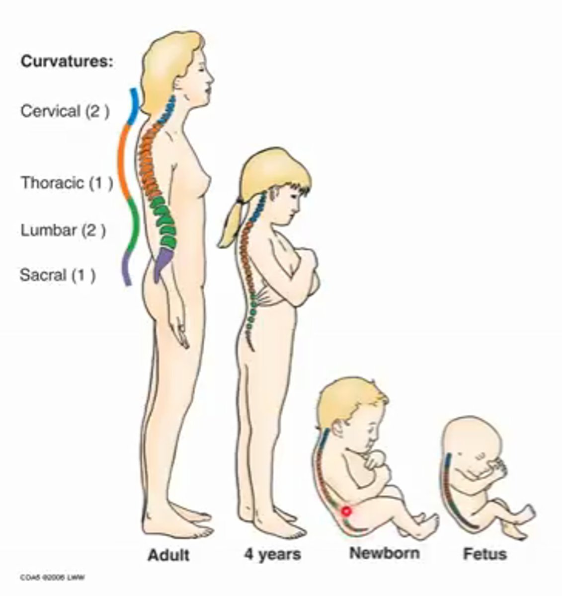 <p>Primary = thoracic curvature, also sacral </p><p>Flexed in single c-shaped curvature</p><p>Kyphosis </p>