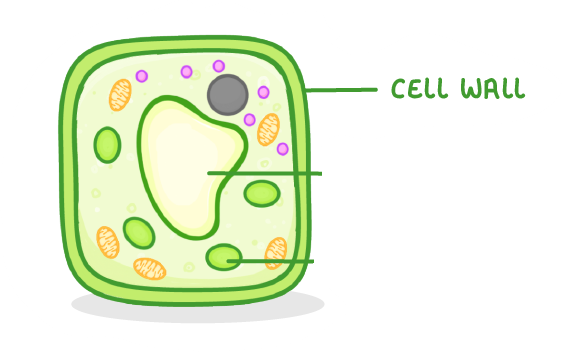 <p>strengthens cell, gives it support, contains cellulose.</p>