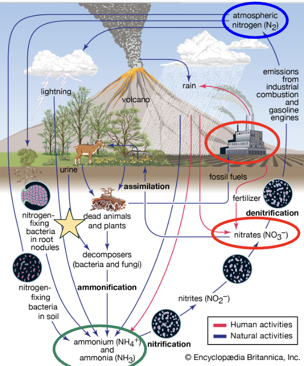 <p>Certain bacteria that live in the soil, or in symbiotic relationship with plant root nodules convert N<sub>2</sub> into ammonia (NH<sub>3</sub>)</p><p>(Living things turn N<sub>2</sub> into ammonia NH<sub>3</sub>)</p><ul><li><p>Rhizobacteria live in root nodules of legumes (peas, beans) &amp; fix N for them in return for amino acids from the plant (mutualism)</p></li></ul><p></p>