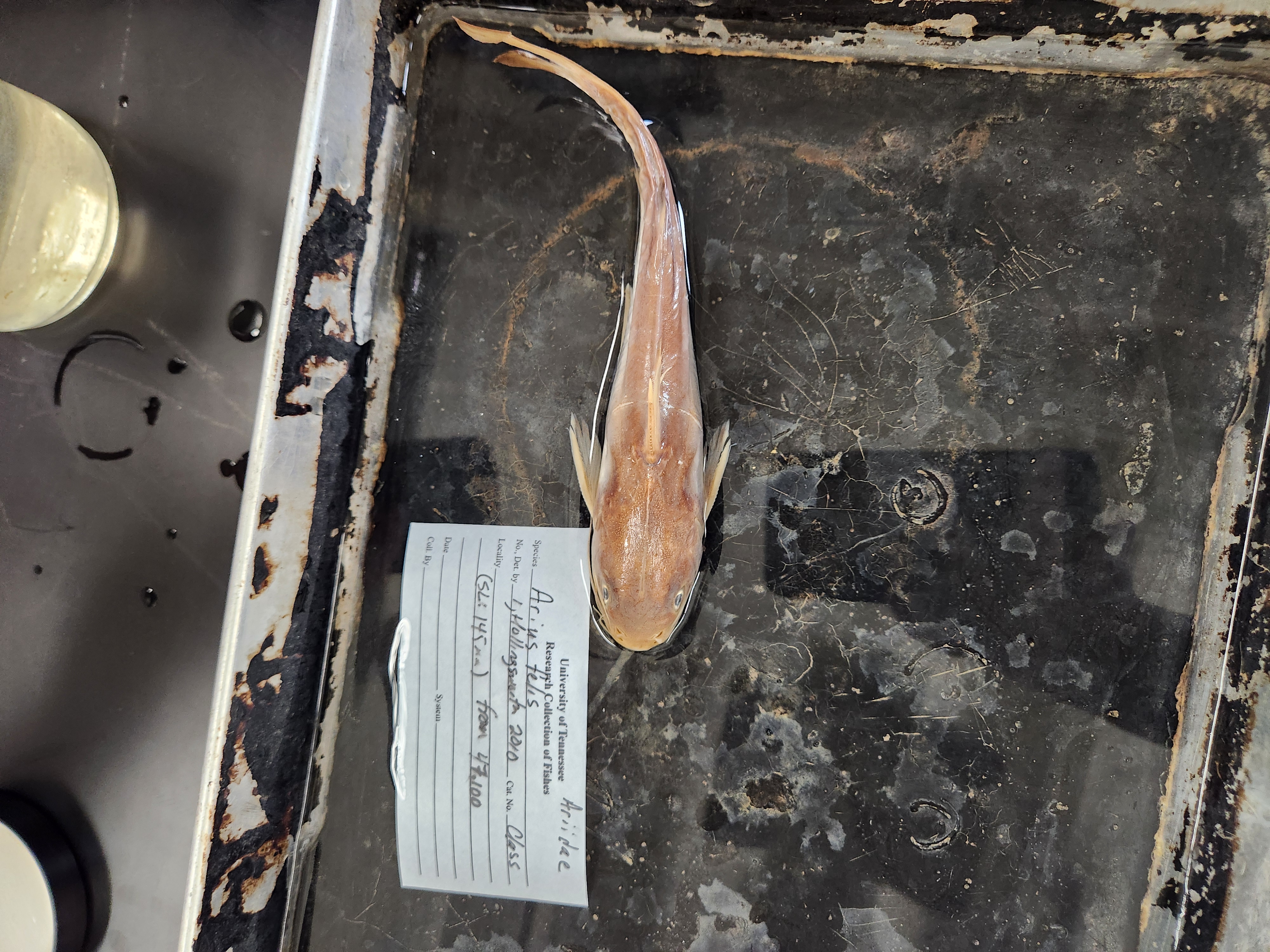 <p>sea catfishes</p>