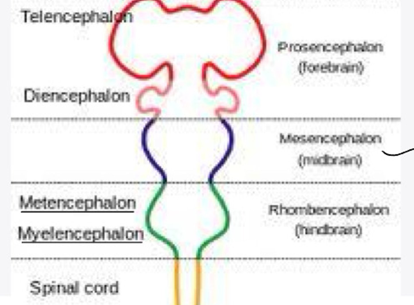 <p>In embryology, the prosencephalon will differentiate into what 2 structures?</p>