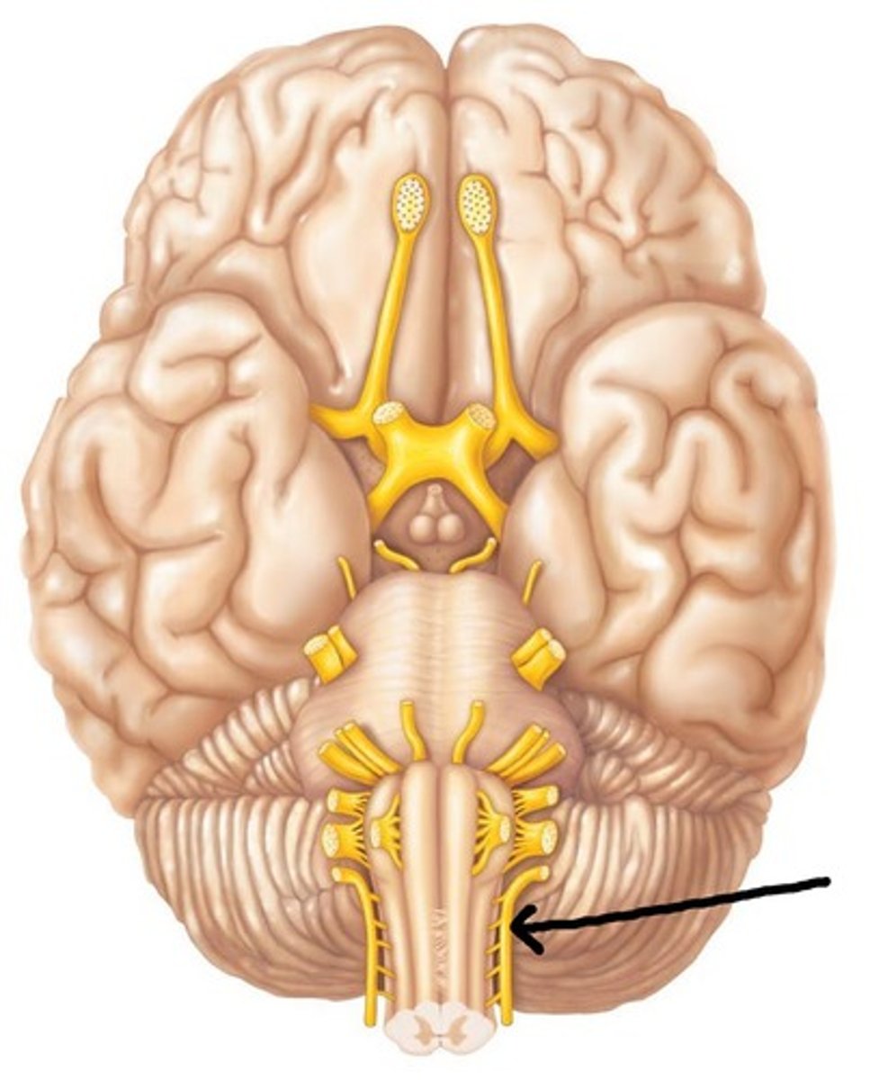 <p>Cranial Nerve XI - Controls head, neck, and shoulder movement.</p>
