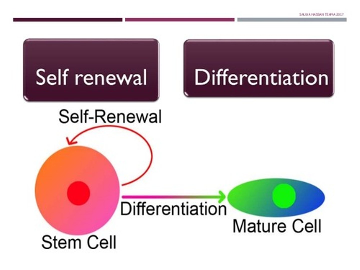 <p>Obligate Asymmetric Replication is when a cell divides into a mother cell and a daughter cell. The Mother cell can then go on to divide again.</p><p>Stochastic Differentiation is when one cell divides into two daughter cells and then a nearby cell notices this and divides into two mother cells.</p>