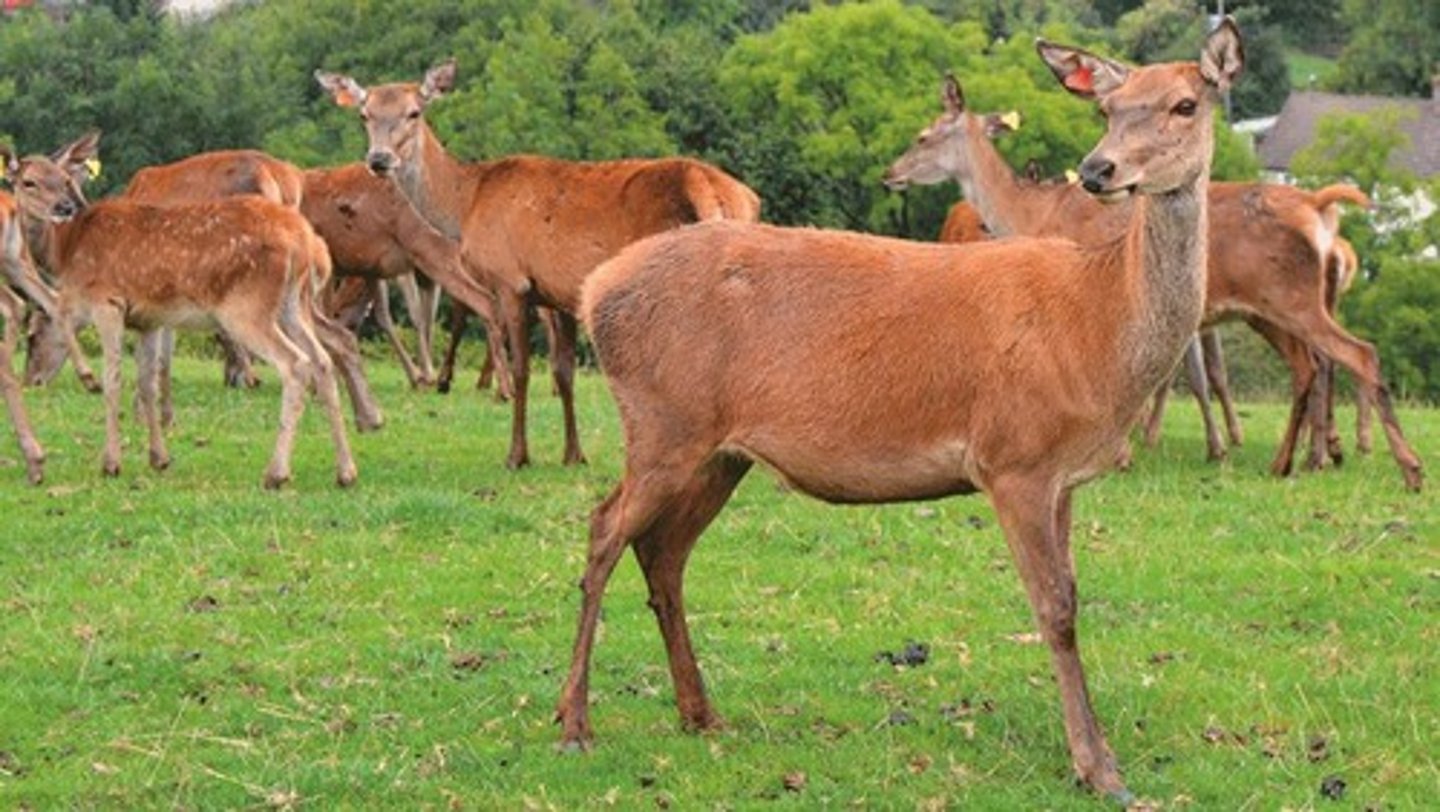 <p>Common breed in UK, often grazed on pasture.</p>