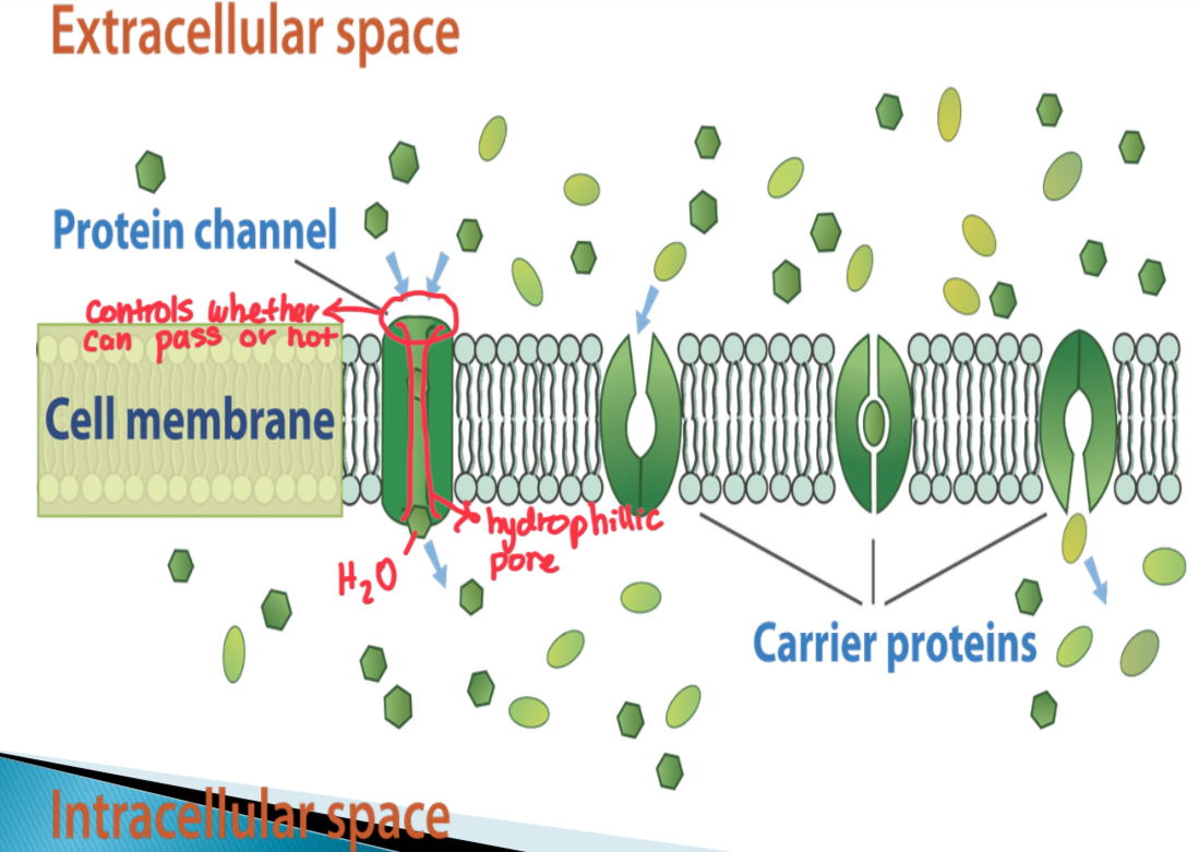 <p>Process of facilitated diffusion</p>