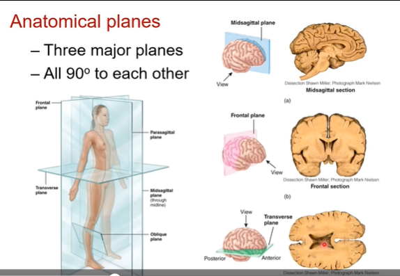 <p>3 major ones. all 90 degrees to each other. even if person rotates the planes stay the same regardless of position cuz everything is relative to the anatomical position </p><p></p><p>Midsagittal plane</p><p>Frontal </p><p>Frontal plane </p>