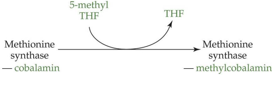 <p><strong>reaction</strong>: cobalamin —&gt; methylcobalamin </p><p><strong>enzyme</strong>: methionine synthase</p><p><strong>cofactors</strong>: 5-methyl THF —&gt; THF&nbsp;</p>