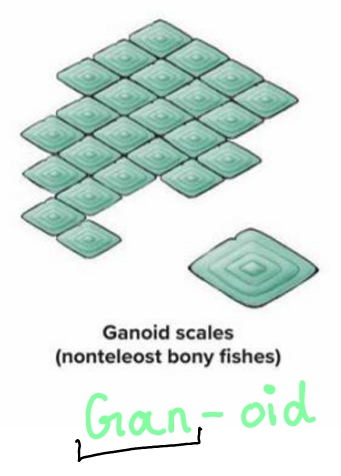 <p>Thick, diamond-shaped scales found in primitive nonteleost bony fishes like gar.</p>