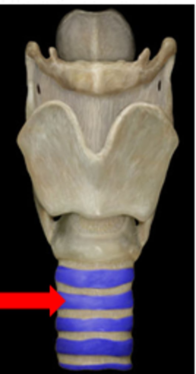 <p>trachea + primary bronchi</p>