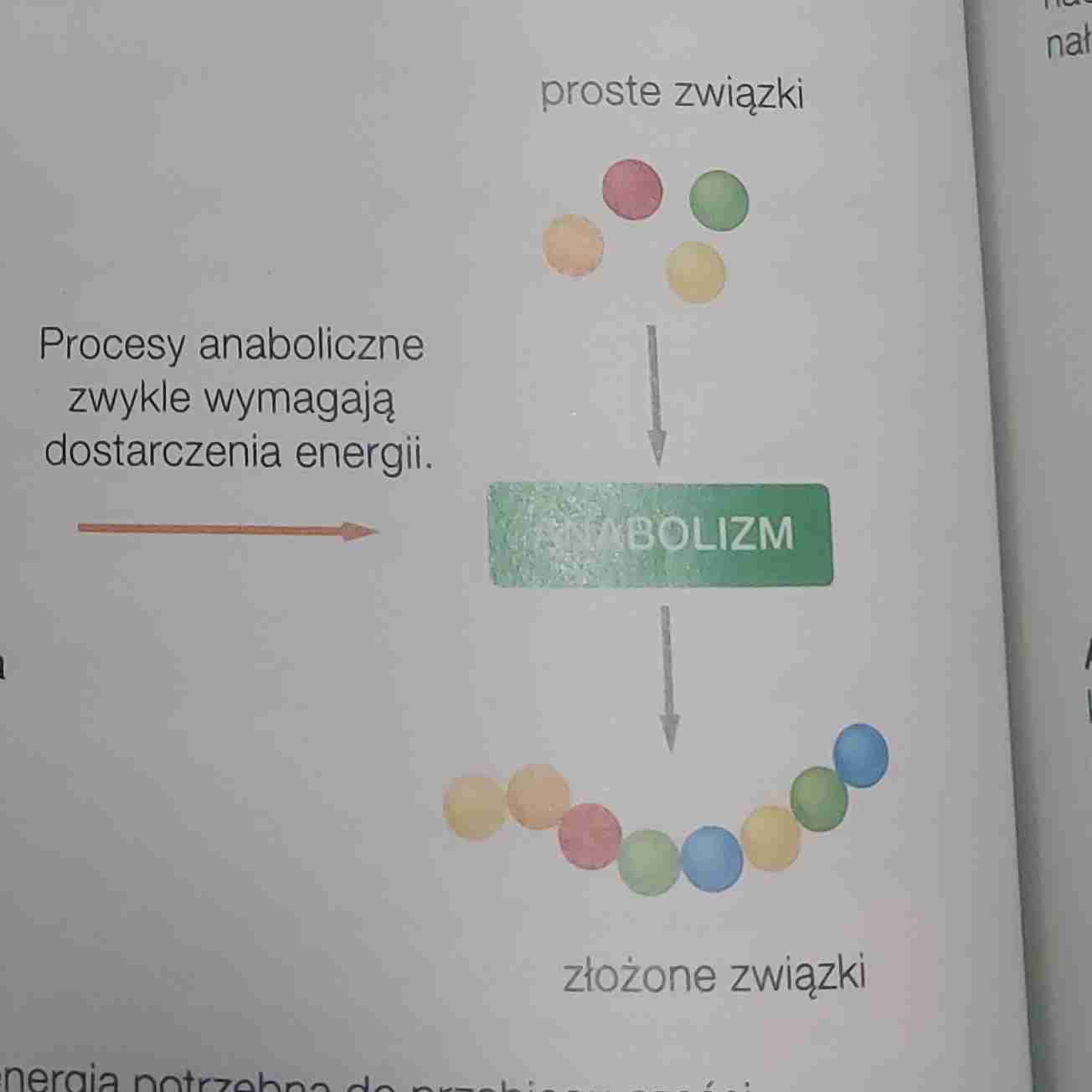 <ul><li><p>Proste&gt; złożone związki</p></li><li><p>Wymagają <mark data-color="red">dostarczenia</mark> energii</p></li></ul>