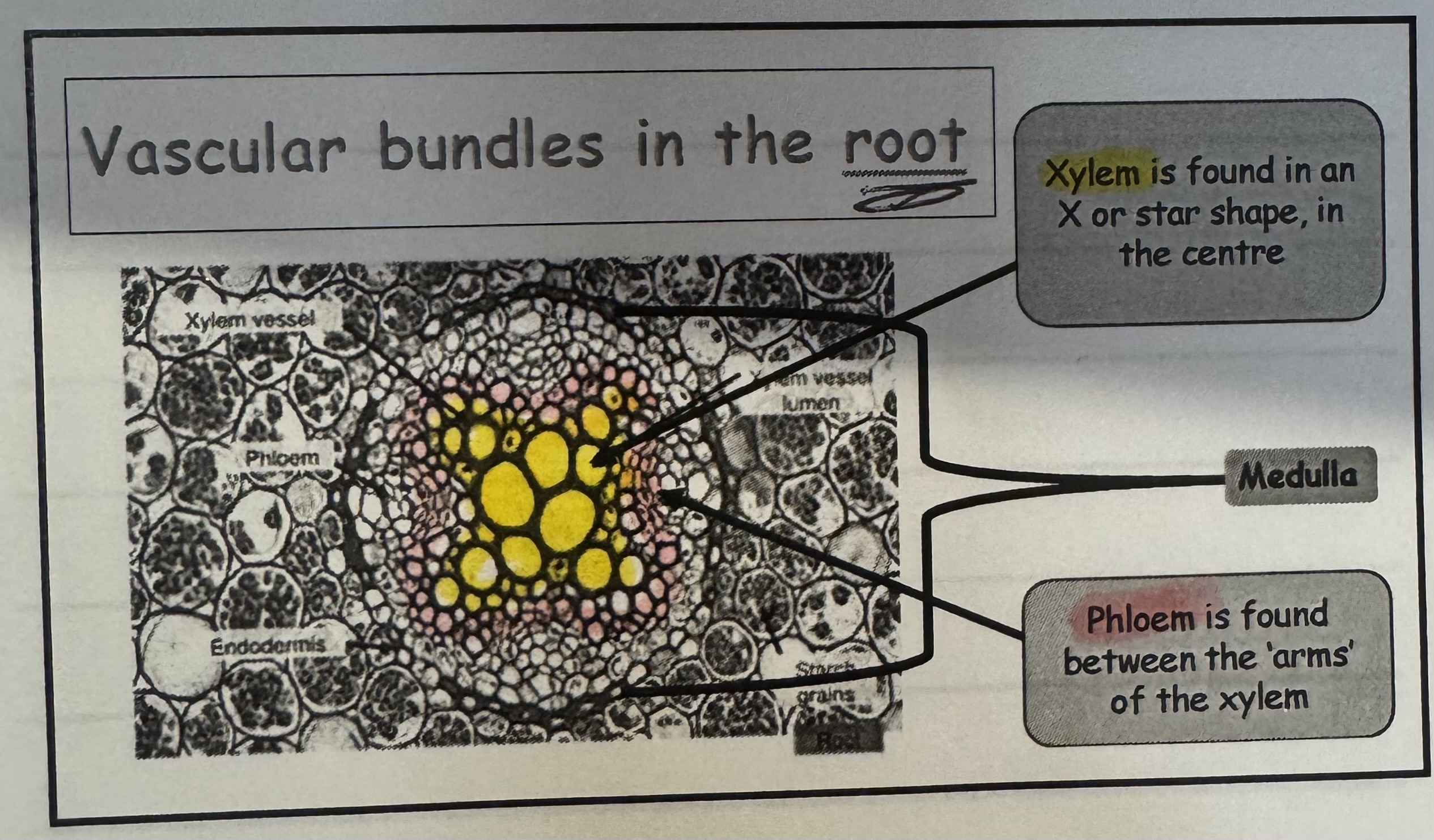 <p>Xylem is found in an X or star shape in the centre </p><p></p><p>Phloem is found between the arms of the xylem </p>