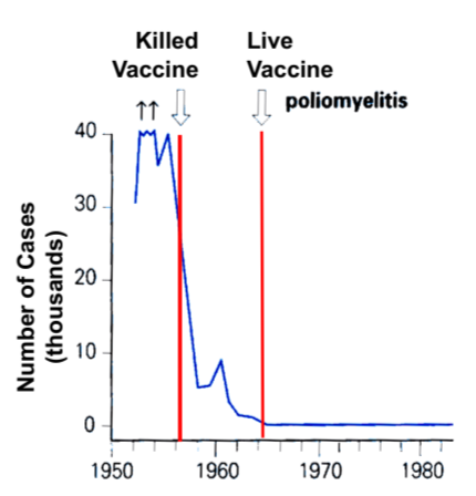 <p>the dead vaccine decreased the number of cases drastically, but the later development of the live vaccine decreased cases to essentially 0</p>