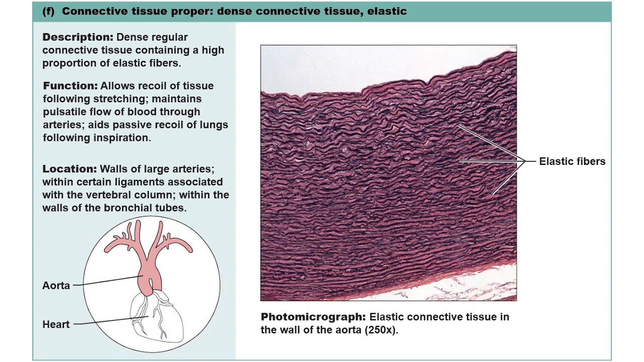 <p><strong>Lungs / Heart’s Blood Vessels</strong></p><p>→ can stretch and collapse back</p><p></p>