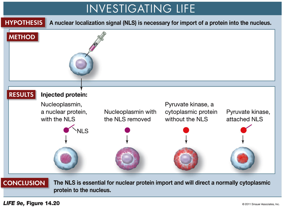 <p>Hypothesis:</p><p>A nuclear localization signal (NLS) is necessary for the import of a protein into the nucleus.</p><p>Method:</p><p>Different proteins are injected into cells to observe their localization.</p><p>Results:</p><ol><li><p><strong>Nucleoplasmin with NLS</strong>: The protein is found inside the nucleus.</p></li><li><p><strong>Nucleoplasmin without NLS</strong>: The protein remains outside the nucleus.</p></li><li><p><strong>Pyruvate Kinase (cytoplasmic protein) without NLS</strong>: The protein stays outside the nucleus.</p></li><li><p><strong>Pyruvate Kinase with NLS attached</strong>: The protein is located inside the nucleus.</p></li></ol><p>Conclusion:</p><p>The NLS is crucial for directing proteins to the nucleus. Proteins without this signal remain in the cytoplasm, while those with the NLS are imported into the nucleus.</p><p>Implications:</p><p>This experiment demonstrates the importance of the NLS in protein targeting and provides insights into how proteins are selectively transported within cells.</p>