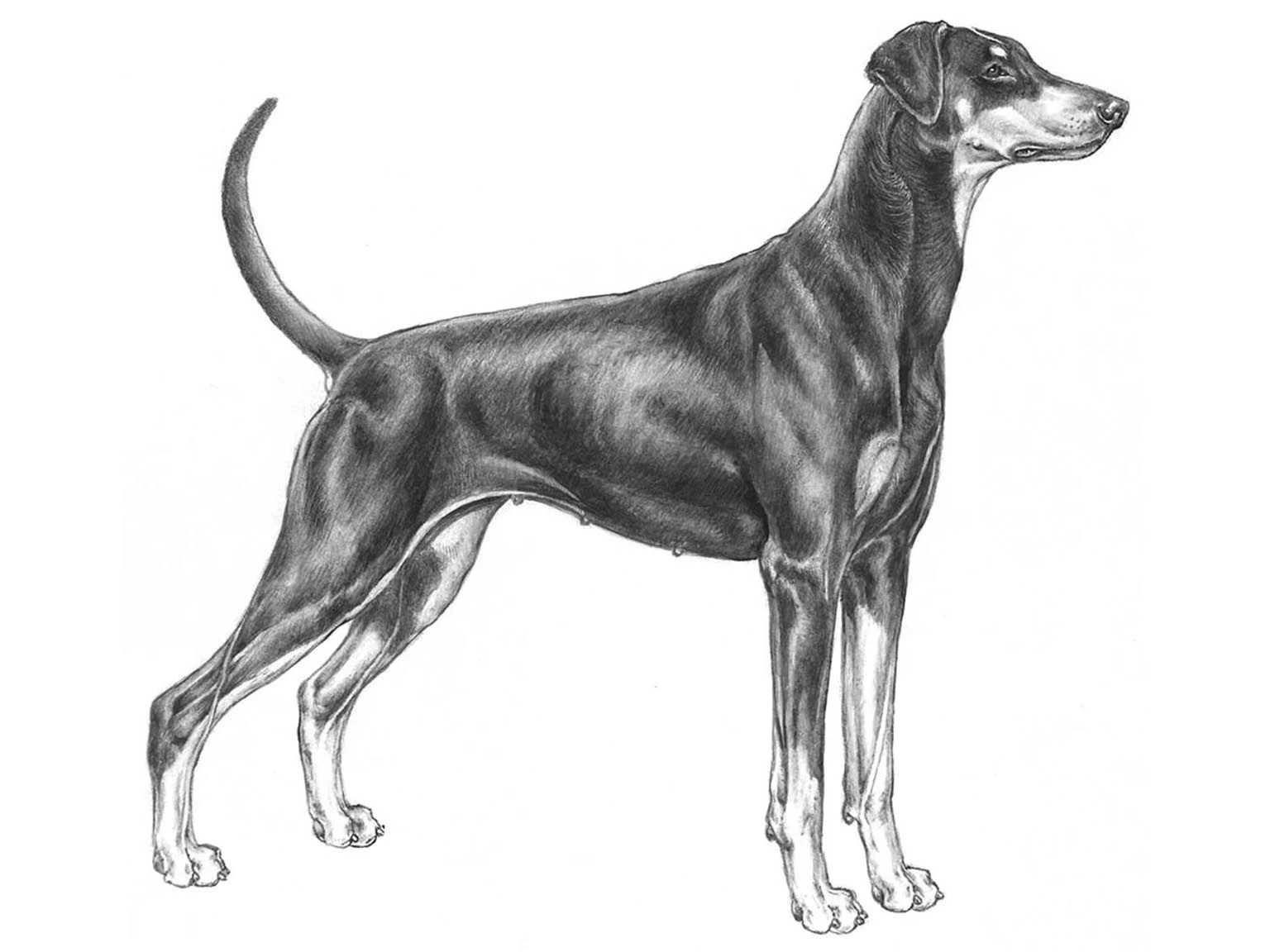 <p>Dobermann</p>