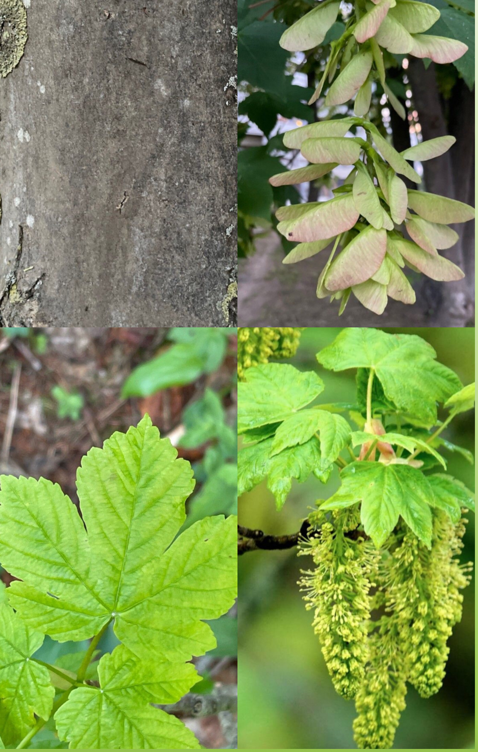 <p><span style="font-family: UICTFontTextStyleItalicBody; font-size: 19px;"><em>Acer pseudoplatanus</em></span></p><p><span style="font-family: UICTFontTextStyleItalicBody; font-size: 19px;"><em>(Feuille en elicoptere)</em></span></p>