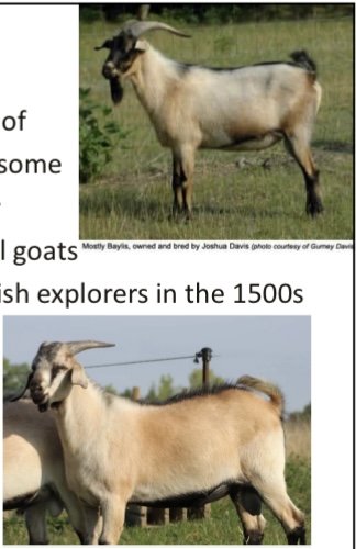 <p>GOAT BREEDS: what is the breed, origin, color, ears, horns, traits?</p>