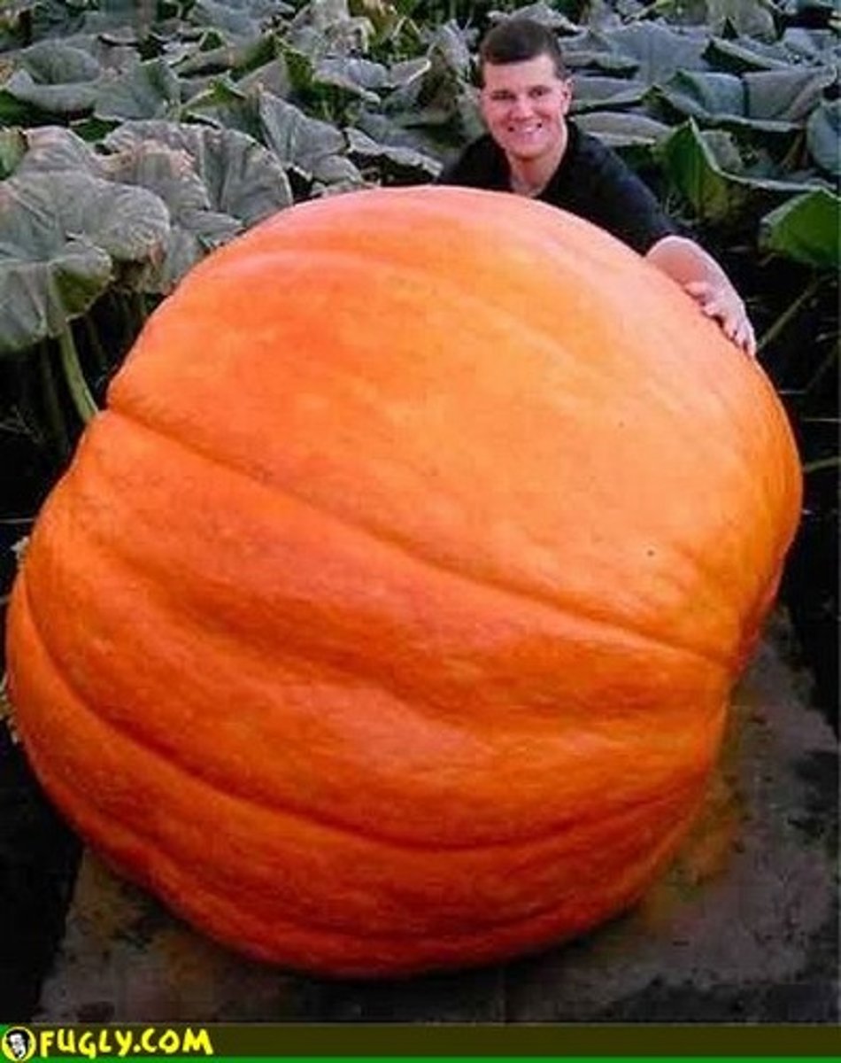 <p>extremely large: to lớn, khổng lồ</p>