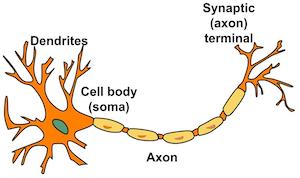 <p>big end of the neuron, receive messages from other cells</p>