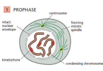 <ol><li><p>Chromosomes condense</p></li><li><p>Mitotic spindles form</p></li></ol><p></p>