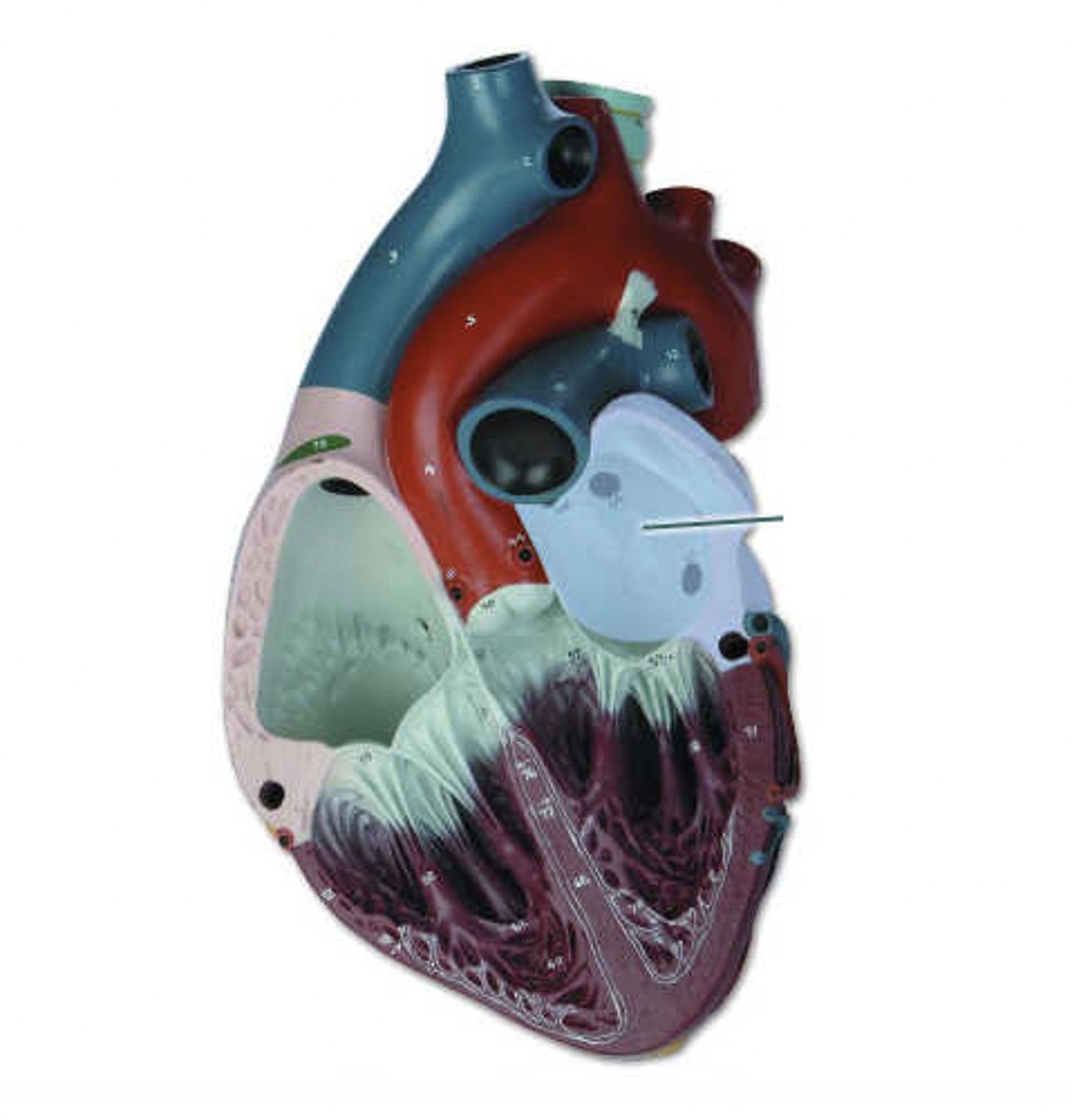 <p>Identify the highlighted structure.</p>