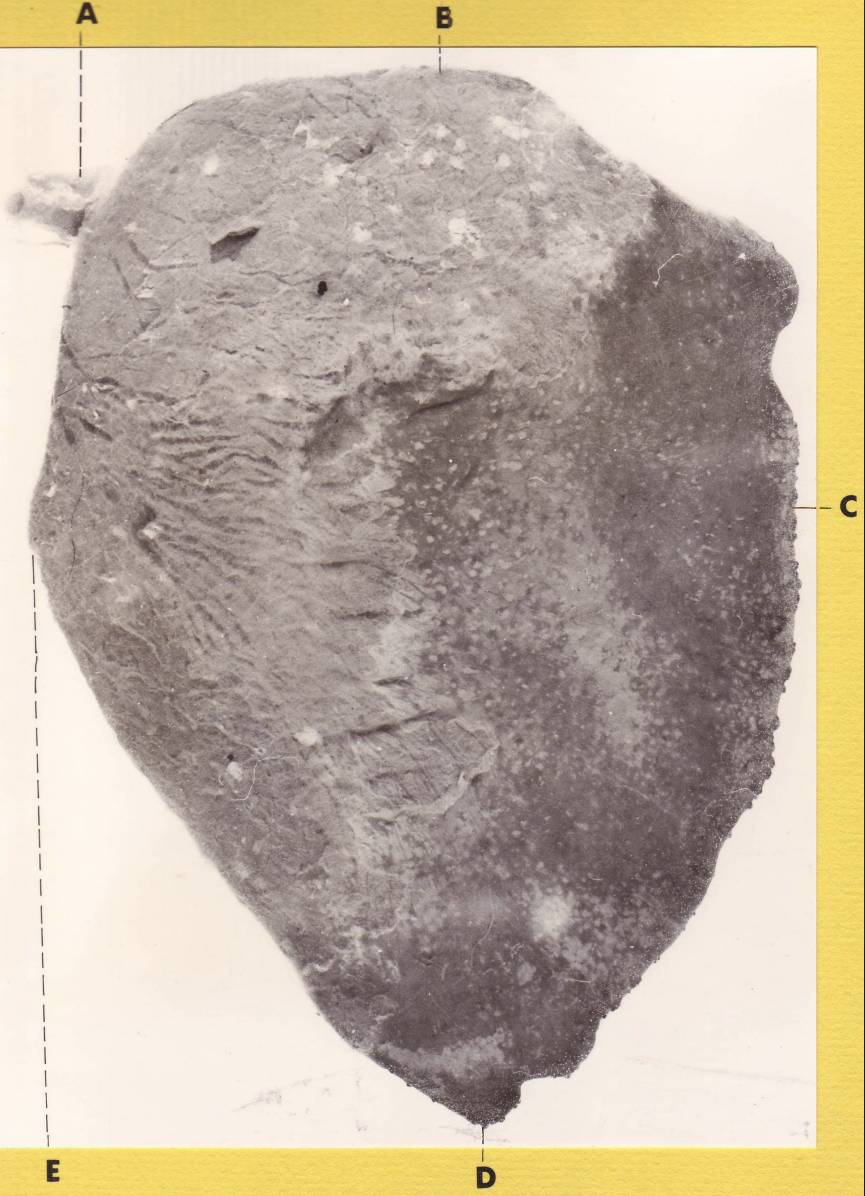 <p>D</p><p>(sheep spleen, parietal surface)</p>