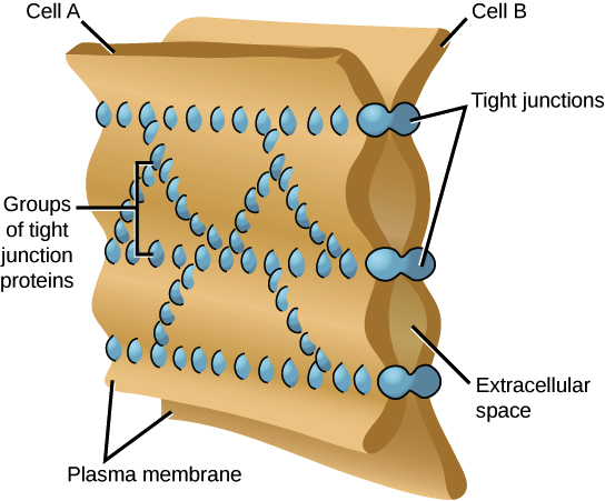 <p>Tight junctions</p>