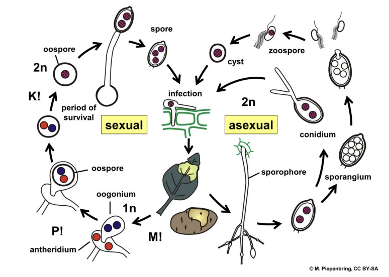 <p><strong>zoospores, oospores</strong></p>