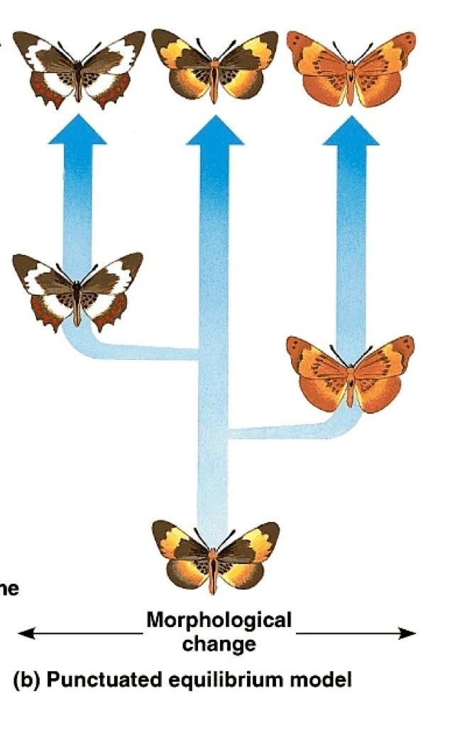<p>what type of speciation is this?</p>