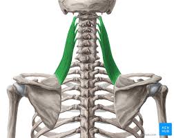 <p>Elevates scapula and rotates it downward</p>