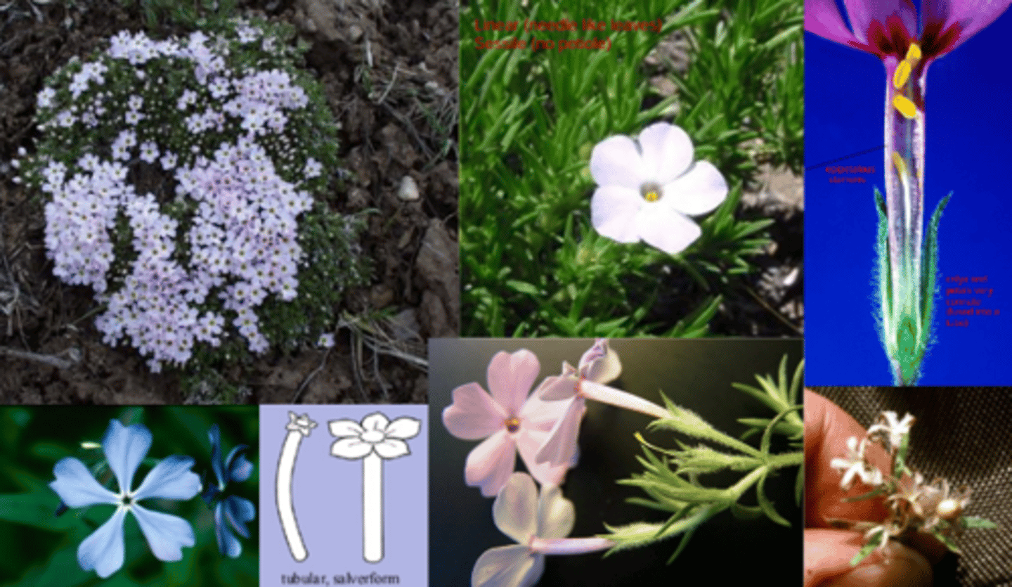 <p>What genus has these characteristics? </p><p>mat-forming herbs “cushion plants”</p><p>Leaves: opposite, simple, often linear (needle-like), often sessile (no petiole)</p><p>Corolla tube long and narrow </p><p>Corolla salverform = straight then sideways </p><p>Corolla Convolute (twisted) in buds</p><p>3 fused carpels, 1 style</p><p>Fruit = Capsule (often explosively dehiscent)</p><p>Infl: solitary or raceme </p><p>Radially Symetric, Bisexual </p><p>(5, 5, 5, 3) </p><p>Epipentulous Stamen </p><p>Found in grasslands or alpine rocky areas</p>