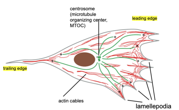 <p>the trailing edge is trying to dissemble stuff so it can be at the front of the cell; the leading edge of the cell includes the lamellepodia and is where actin filament growth occurs; includes migratory cells</p>