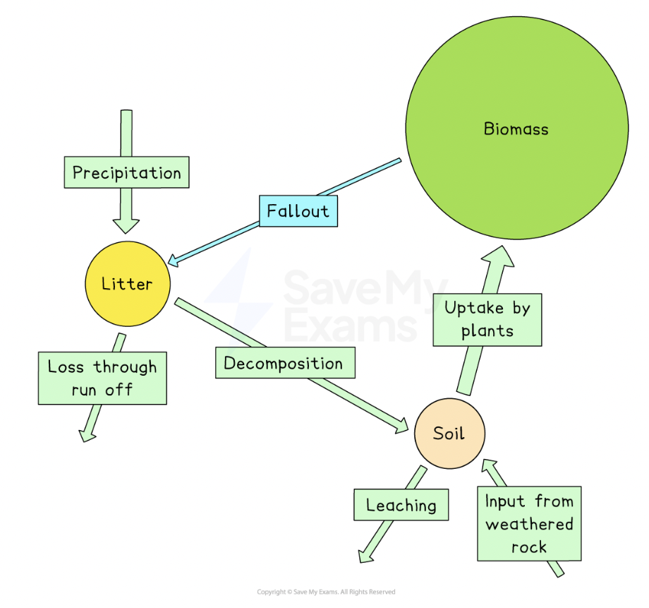 <p>shows how these organisms are linked via transfer of nutrients </p>