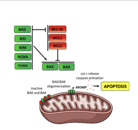 <p>The balance between pro- and anti-apoptotic Bcl-2 family proteins determines whether apoptosis occurs.</p><ul><li><p>Under normal conditions anti-apoptotic proteins inhibit BAX/Bak, </p></li><li><p>but after DNA damage BH3-only proteins block the anti-apoptotic proteins, allowing BAX/Bak to trigger apoptosis.</p></li></ul><p></p>