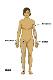 <p>Closer to the point of attachment(Limbs)</p>