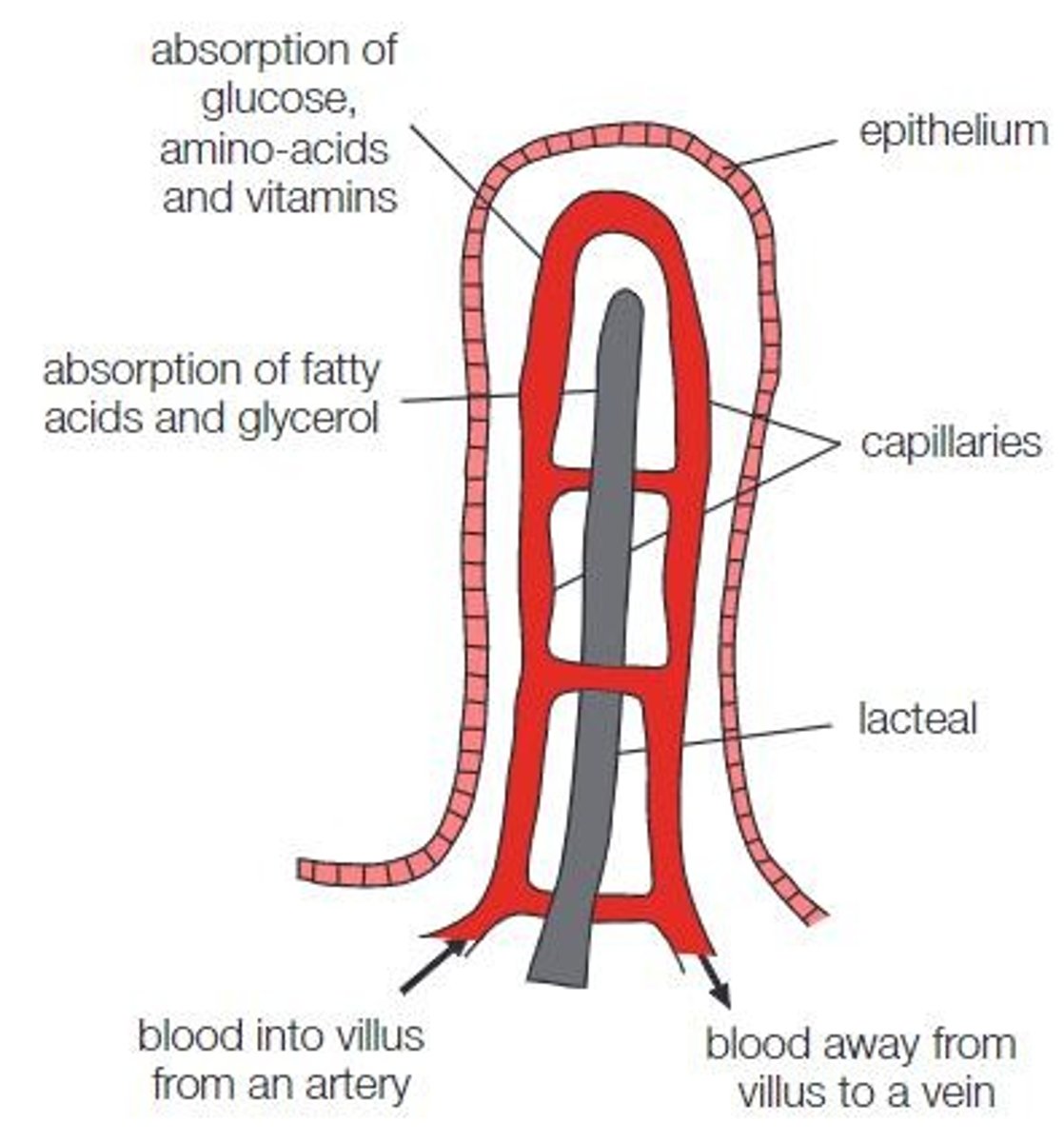 <p>Exchange surface in the digestive system located in the small intestine.</p>