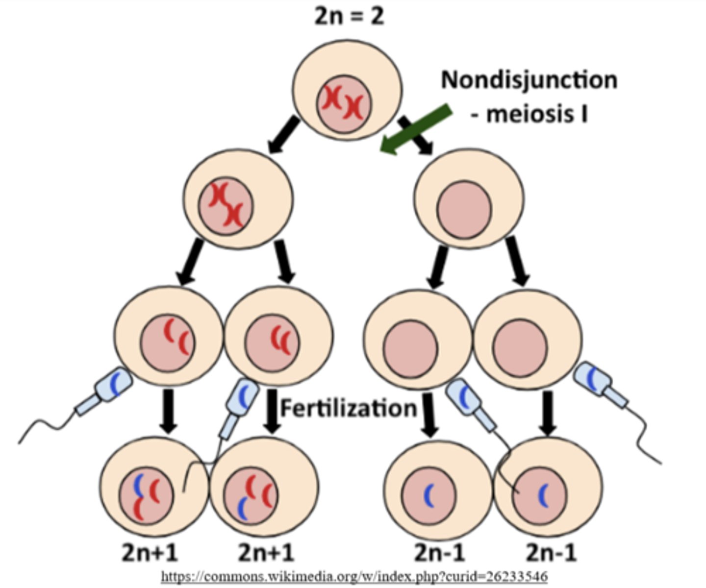 <p>n+1, n+1, n-1, n-1</p>