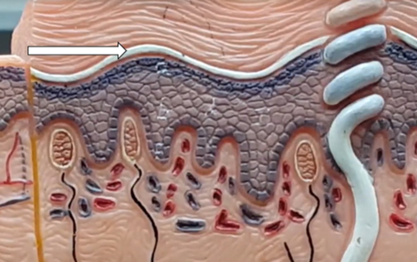 <p>name the structure/layer</p>