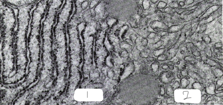 term image