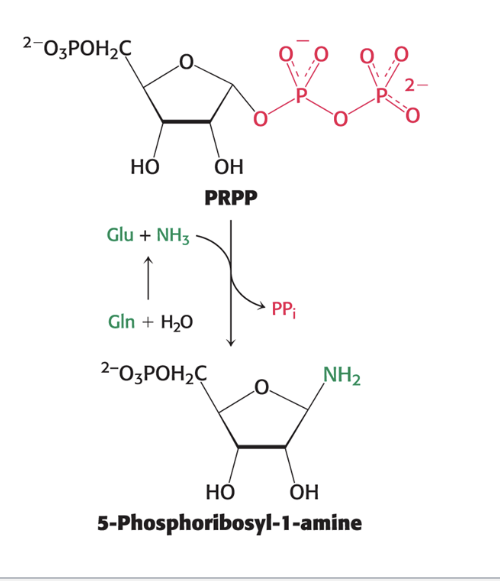 <p>glutamine provides the <strong>nitrogen</strong> via <strong>ammonia</strong> for the committed step in purine synthesis</p><ul><li><p><u>purine bases</u> are assembled already attached to the ribose ring</p></li><li><p>committed step in purine biosynthesis forms <strong>5-phosphoribosyl-1-amien</strong> from <strong>PRPP </strong>and <strong>glutamine</strong></p><ul><li><p>catalyzed by <strong>glutamine phosphoribosyl amidotransferase</strong></p></li></ul></li></ul><p></p>