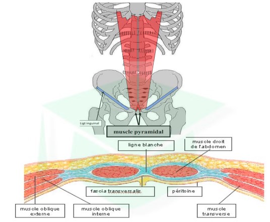 <ul><li><p>origine : → faces ext des 5/6/7èmes cartilages costaux → processus xyphoïde</p></li><li><p>terminaison : face ant + bord sup de pubis (qlq fibres croisent la ligne médiane)</p></li></ul>