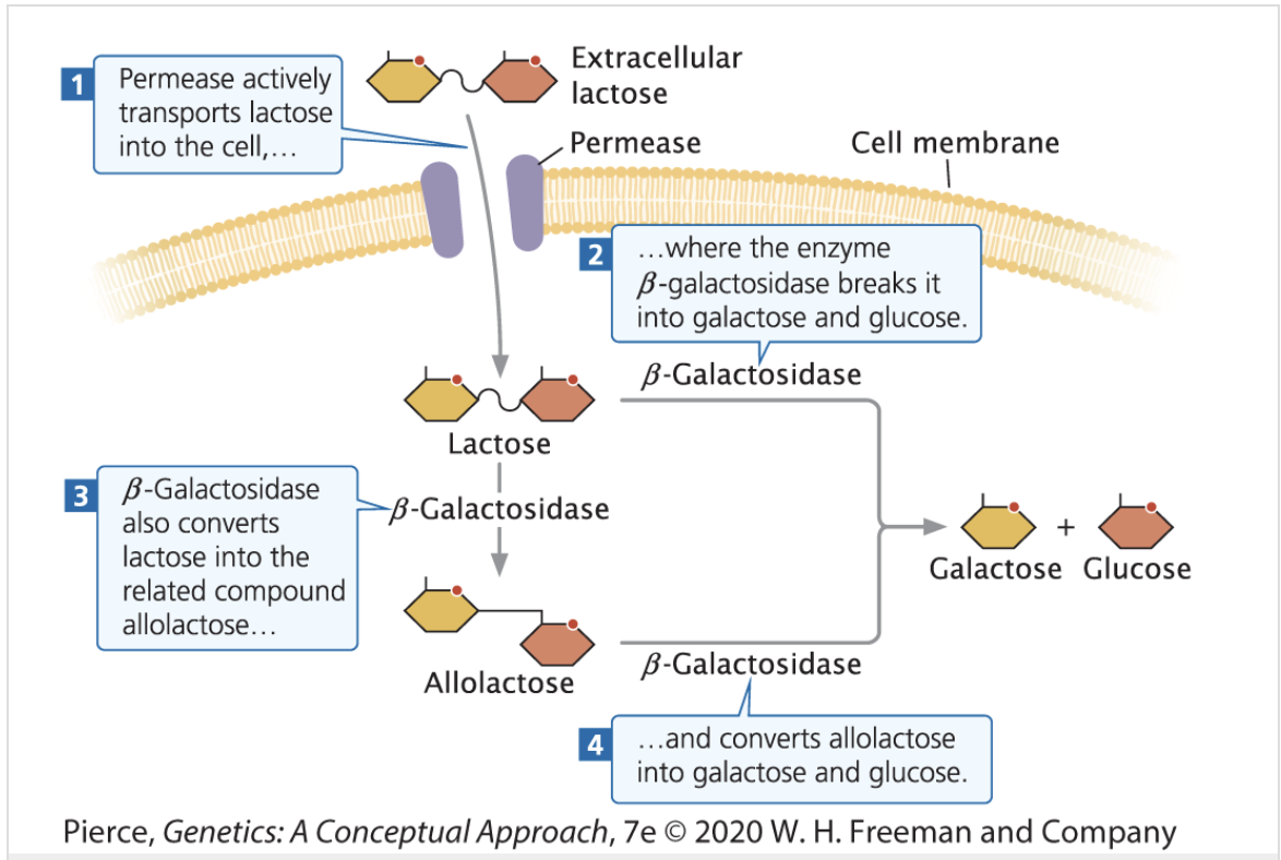<p><strong><mark data-color="green" style="background-color: green; color: inherit;">Permease facilitates the transport of lactose across the bacterial cell membrane</mark>, enabling its uptake for metabolism so</strong>&nbsp;<strong>β-galactosidase can cleave lactose</strong></p>