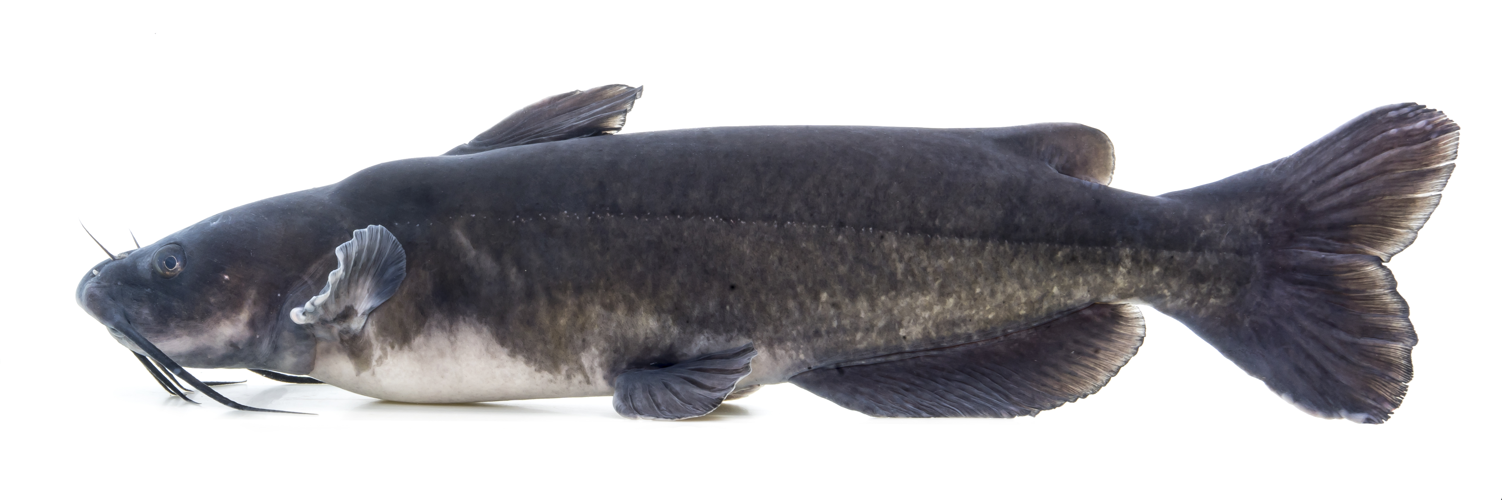<p>Catfishes, Madtoms</p>