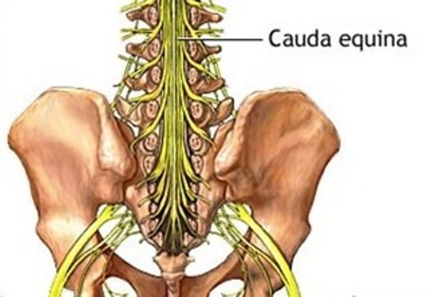 <p>collection of spinal nerves below the end of the spinal cord</p>