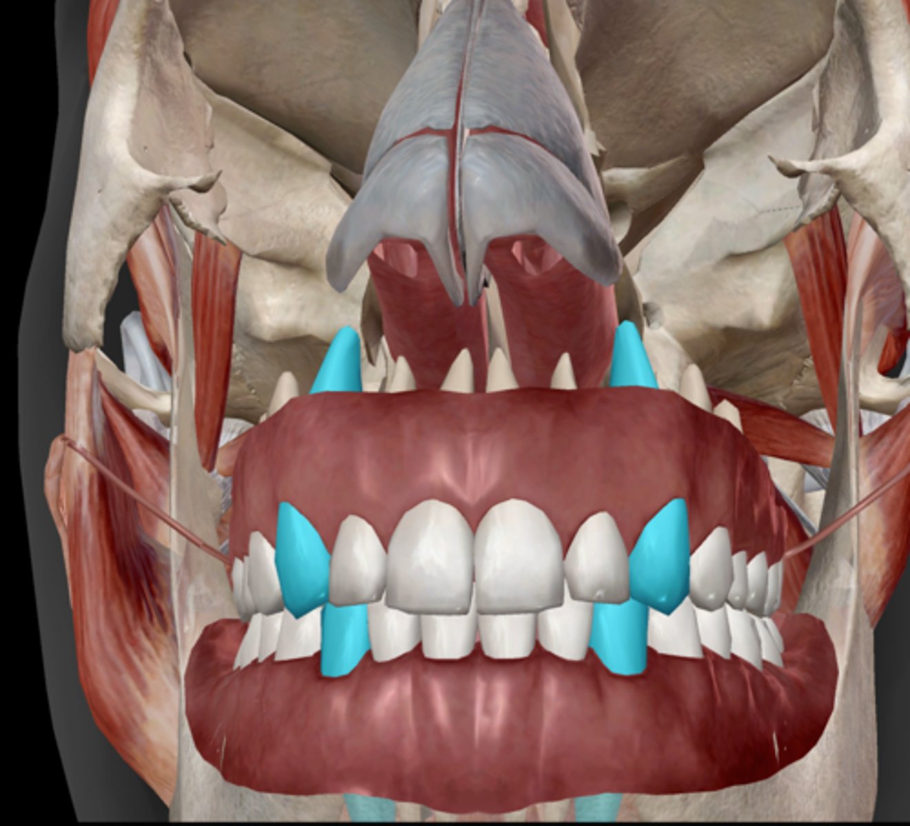 knowt flashcard image