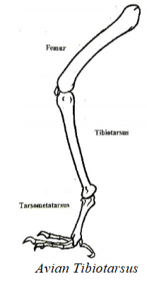 <p>tibia will fuse to tarses (in birds) why birds can’t drive</p><ul><li><p>fibula is v reduced in size in birds</p></li></ul><p></p>