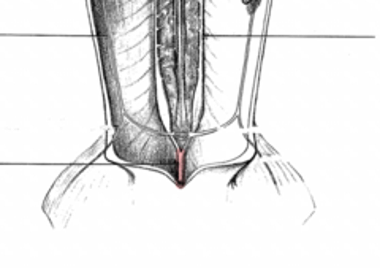 <p>does the blood in the caudal vein flow anteriorly or posteriorly?</p>