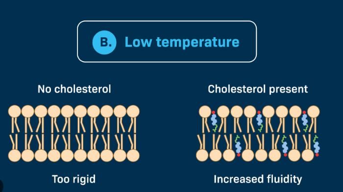 <ul><li><p>Phospholipids become tightly packed and membrane may become a highly viscous semi-solid gel</p></li><li><p>Cholesterol occupies space between phospholipids</p></li><li><p>Keeps the oil bilayer flexible in cold temps - prevents fatty acids from associating and forming a non-fluid gel</p></li></ul><p></p>