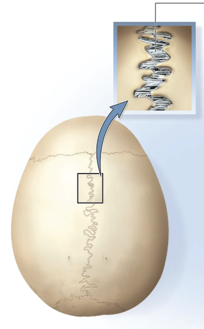<p>fibrous joint - the fibers are very short and allow for little or no movement.</p>